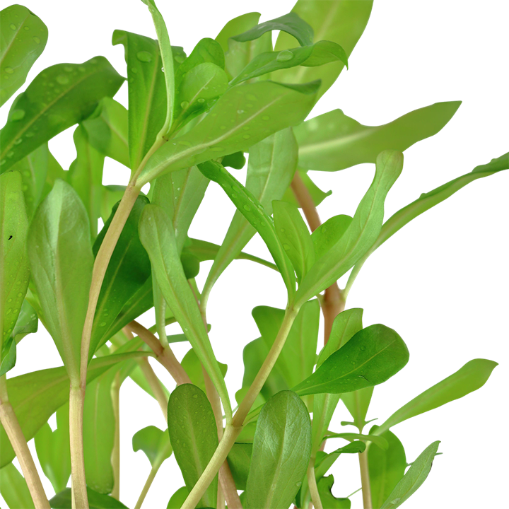 Tropica Ammannia crassicaulis en pot