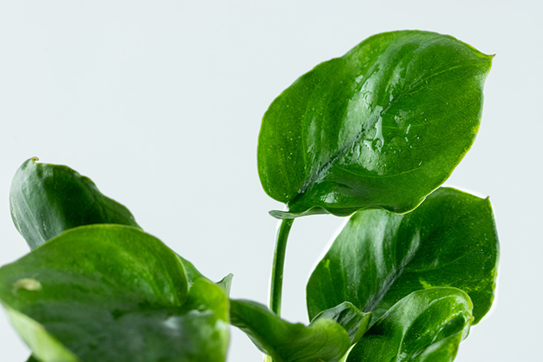 Tropica Anubias barteri ’Coin Leaf’ im Topf