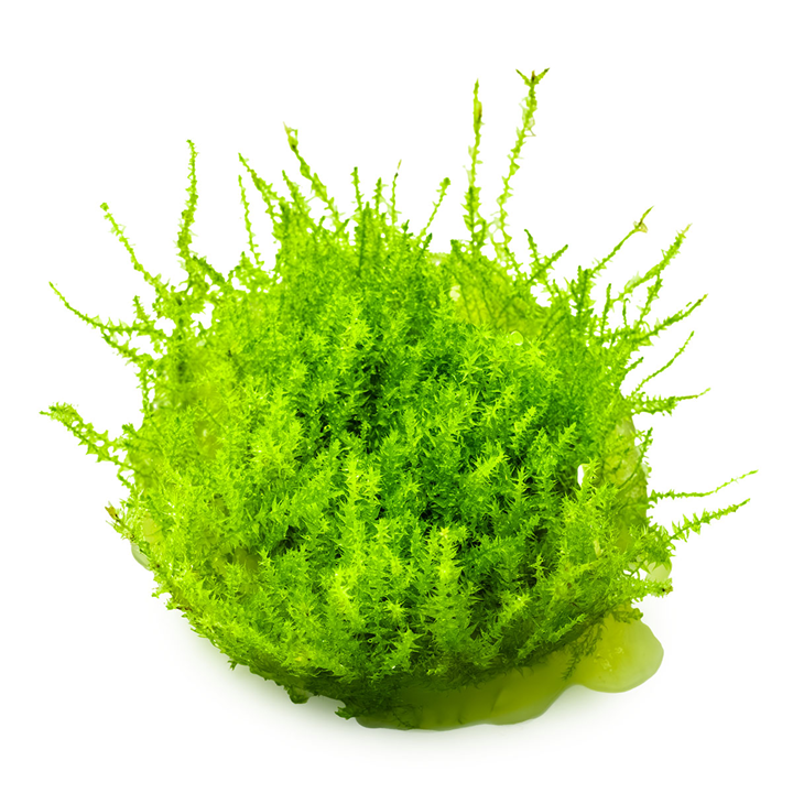 Tropica Leptodictyum riparium (Ufermoos) In Vitro