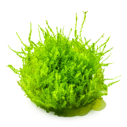 Tropica Leptodictyum riparium (Ufermoos) In Vitro