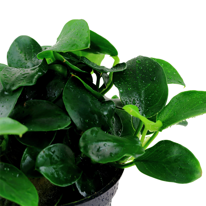 Tropica Anubias barteri 'Petite' im Topf