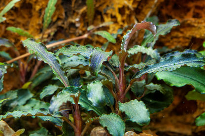 Tropica Bucephalandra diabolica 'Kedagang' – Topfpflanze