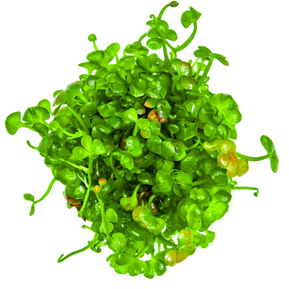 Tropica Marsilea hirsuta – 1-2-Grow! In Vitro