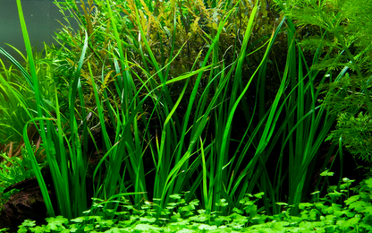 Tropica Cyperus helferi im Topf
