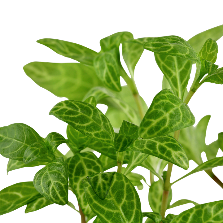 Tropica Hygrophila polysperma 'Rosanervig' im Topf