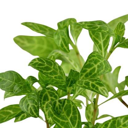 Tropica Hygrophila polysperma 'Rosanervig' im Topf