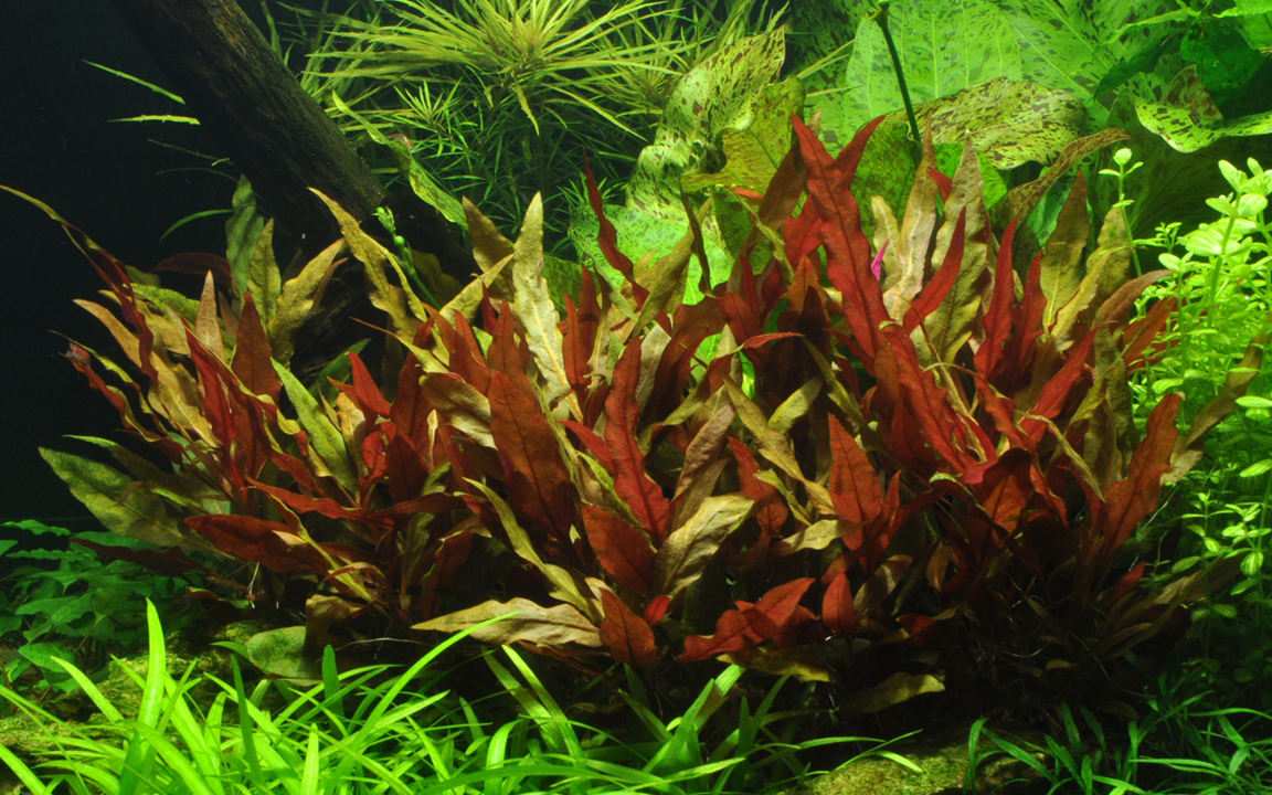 Tropica Alternanthera reineckii 'Pink' im Topf