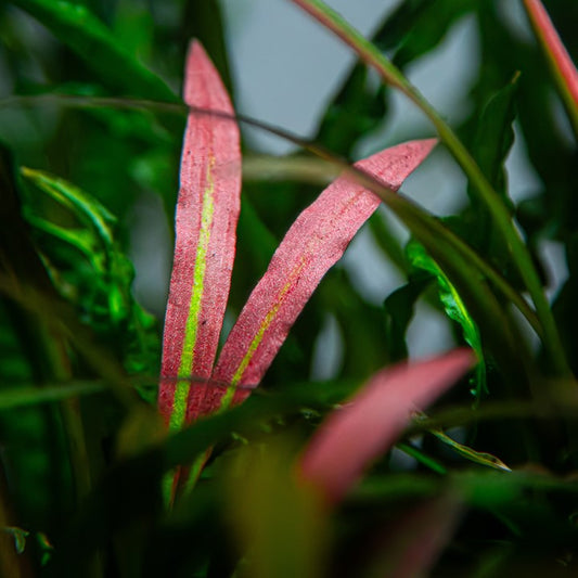 Tropica Cryptocoryne spiralis 'Red' – Potplant