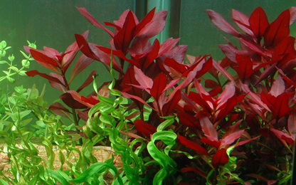 Tropica Ludwigia repens 'Rubin' – Plante en pot