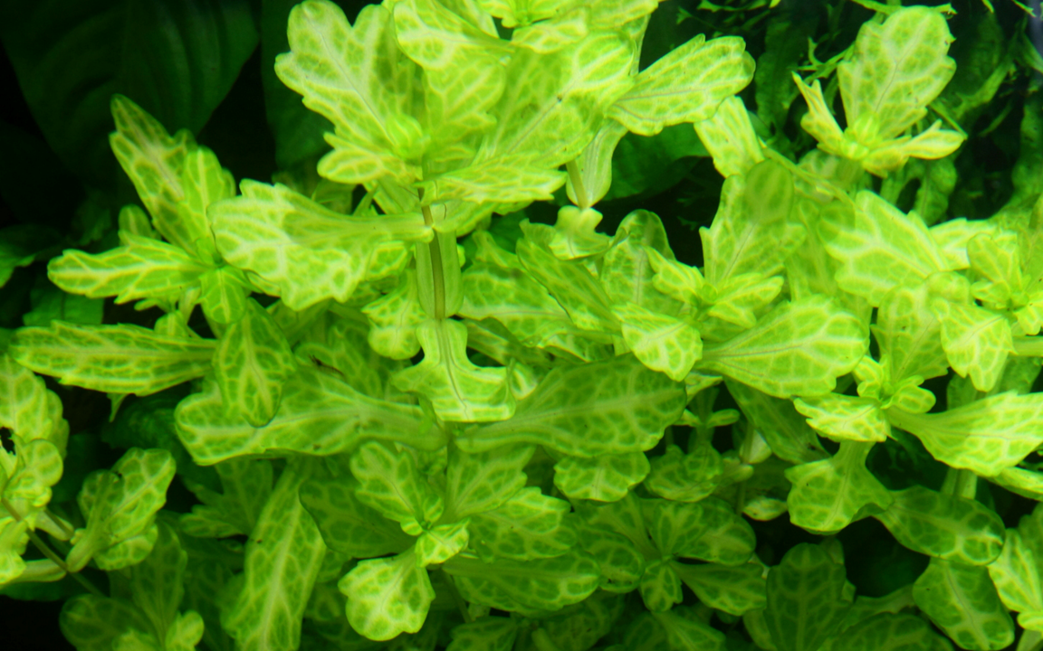 Tropica Shinnersia rivularis 'Weiss-Grün' – Topfpflanze