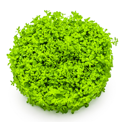 Tropica Micranthemum callitrichoides 'Cuba' – 1-2-Grow! In Vitro