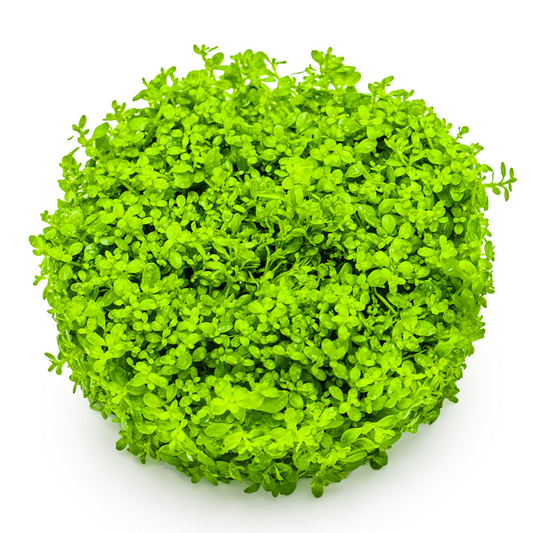 Tropica Micranthemum callitrichoides 'Cuba' – 1-2-Grow! In Vitro