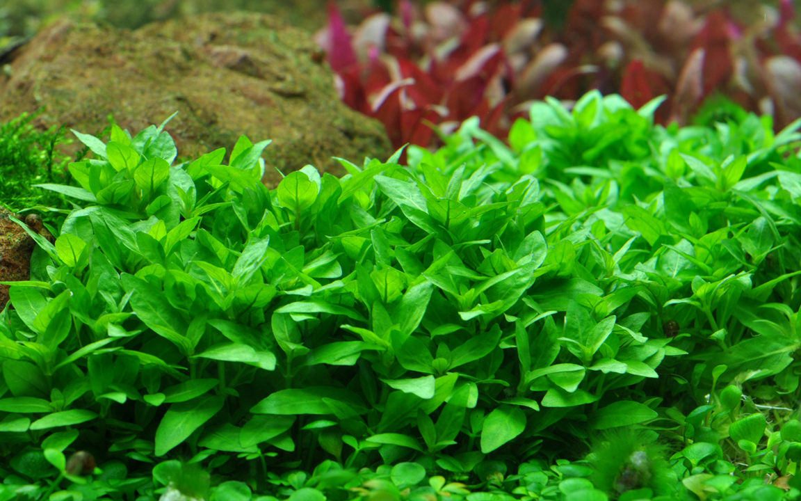 Tropica Staurogyne repens – Topfpflanze