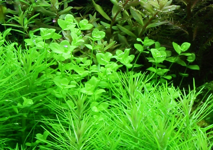 Tropica Micranthemum umbrosum – Plante en pot