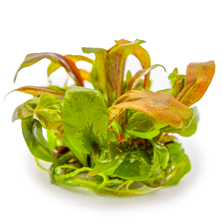 Tropica Lysimachia parvifolia ‘Red’ In Vitro