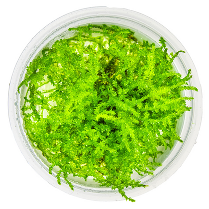 Tropica Vesicularia montagnei 'Christmas Moss' InVitro