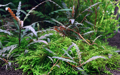 Tropica Hygrophila pinnatifida – Topfpflanze