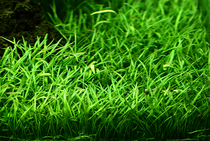 Tropica Lilaeopsis brasiliensis – Topfpflanze