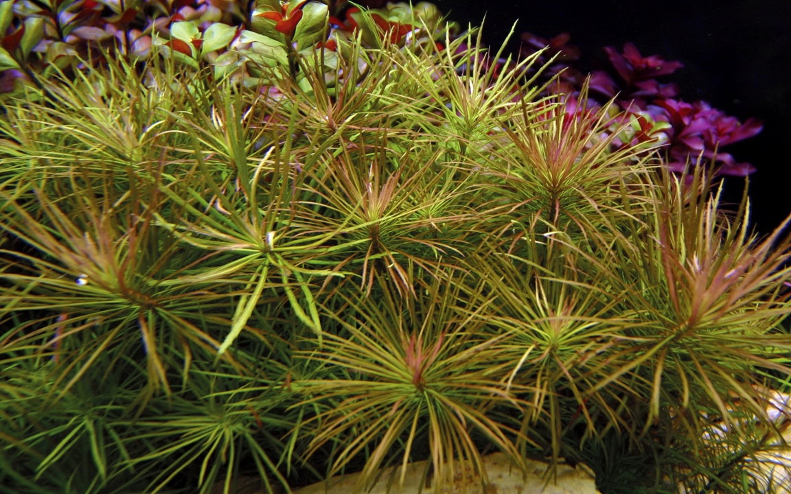 Tropica Pogostemon stellatus – Topfpflanze