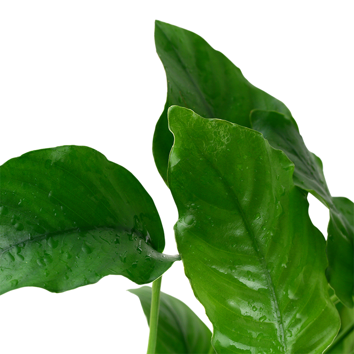 Tropica Anubias barteri var. barteri im Topf