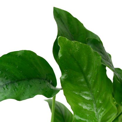 Tropica Anubias barteri var. barteri im Topf