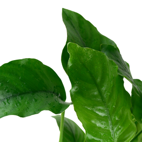 Tropica Anubias barteri var. barteri im Topf