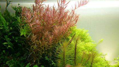Tropica Rotala rotundifolia – Topfpflanze