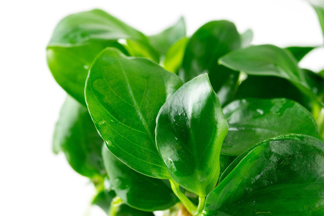 Tropica In Vitro Anubias barteri nana