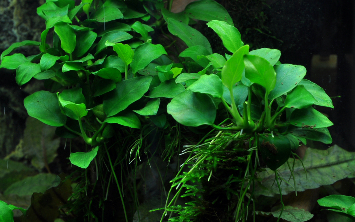 Tropica Anubias barteri 'Petite' im Topf