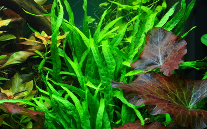 Tropica Microsorum pteropus 'Narrow' – Topfpflanze