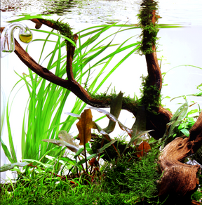 Tropica Alternanthera reineckii 'Pink' im Topf