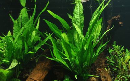 Tropica Microsorum pteropus – Topfpflanze