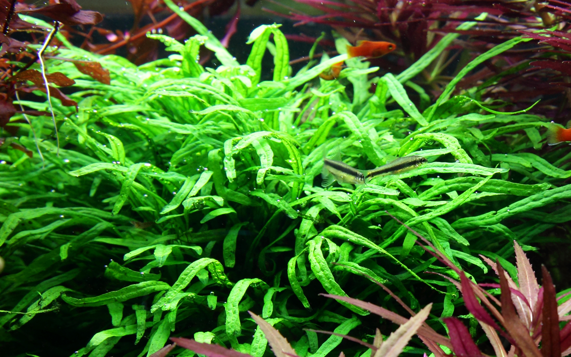 Tropica Microsorum pteropus 'Trident' – Topfpflanze