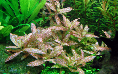 Tropica Hygrophila polysperma 'Rosanervig' im Topf