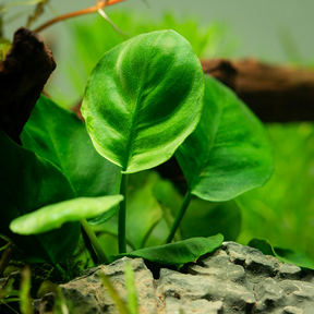 Tropica Anubias barteri ’Coin Leaf’ im Topf