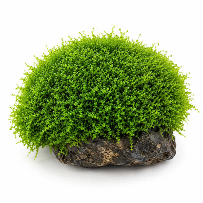 Tropica Solenostoma tetragonum 'Pearl Moss' In Vitro