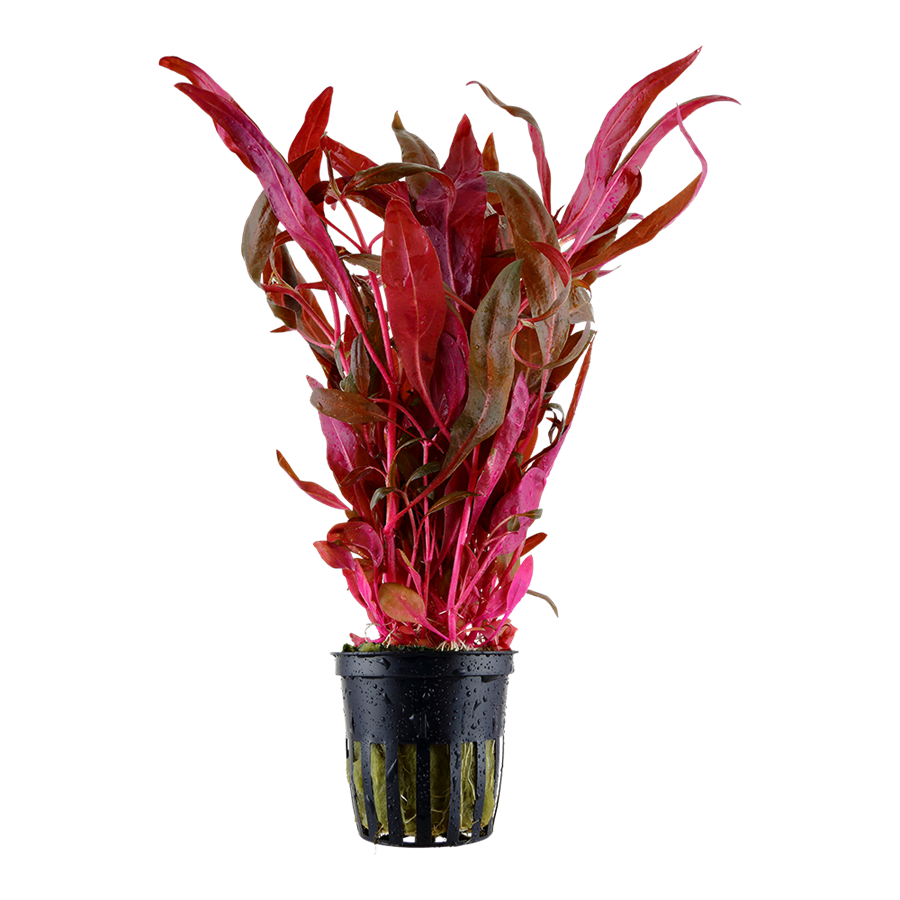 Tropica Alternanthera reineckii 'Pink' Topfpflanze