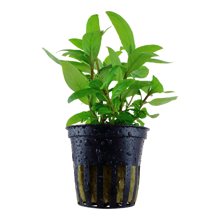Tropica Staurogyne repens Topfpflanze
