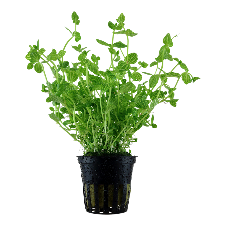 Tropica Lindernia rotundifolia Topfpflanze