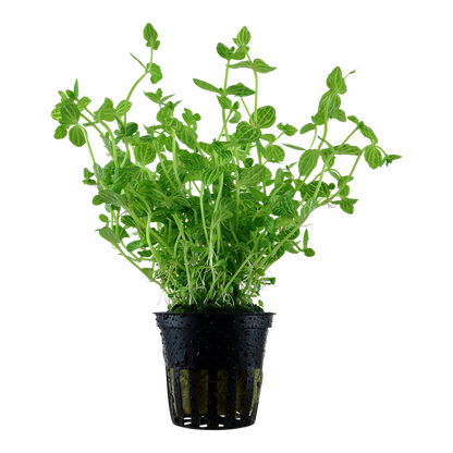 Tropica Lindernia rotundifolia Topfpflanze