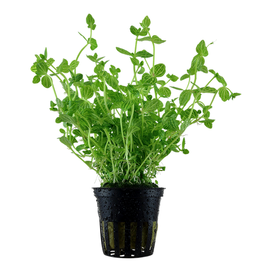 Tropica Lindernia rotundifolia Topfpflanze