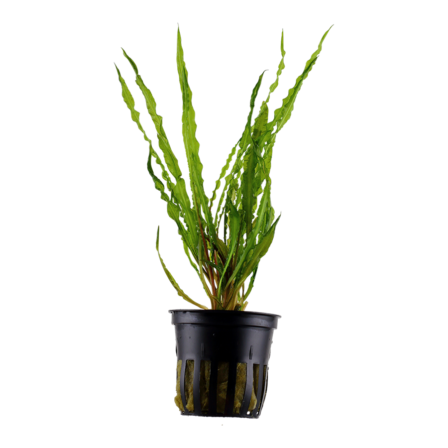 Tropica Cryptocoryne crispatula Topfpflanze
