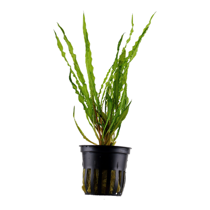 Tropica Cryptocoryne crispatula Topfpflanze