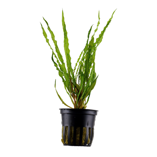 Tropica Cryptocoryne crispatula Topfpflanze