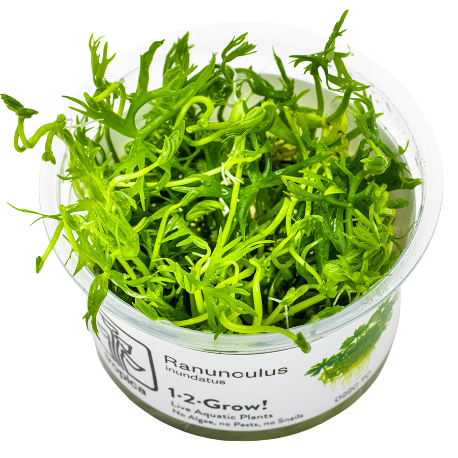 Tropica Ranunculus inundatus 1-2-Grow In Vitro