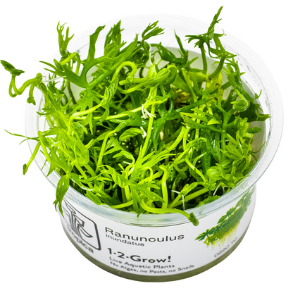 Tropica Ranunculus inundatus 1-2-Grow In Vitro