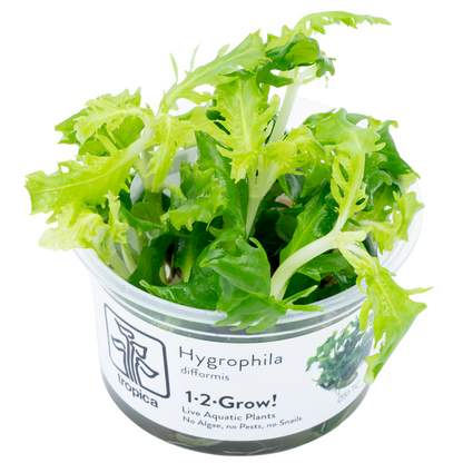 Tropica Hygrophila difformis 1-2-Grow In Vitro