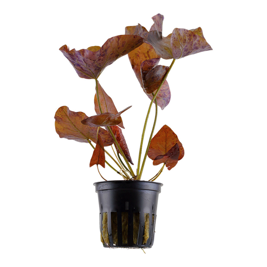 Tropica Nymphaea lotus Topfpflanze