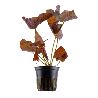 Tropica Nymphaea lotus Topfpflanze
