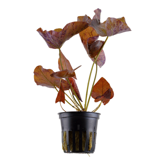 Tropica Nymphaea lotus Topfpflanze